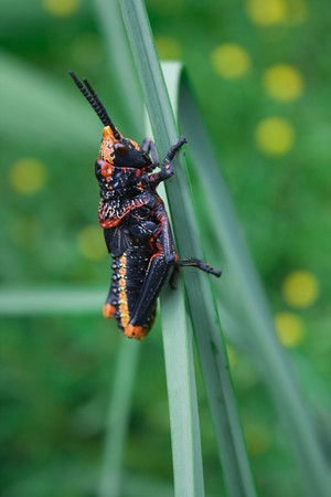 black and red grass hopperの写真素材