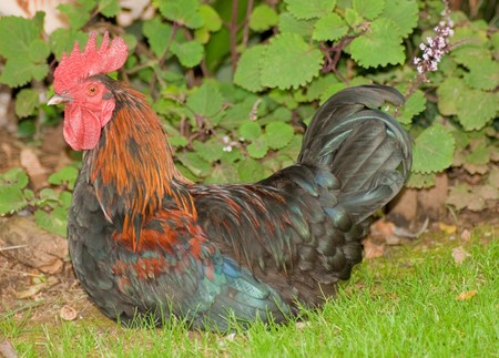 This is a Rooster sitting in the grassの写真素材