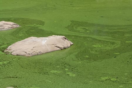 rock in green sludge water,water has nice patern