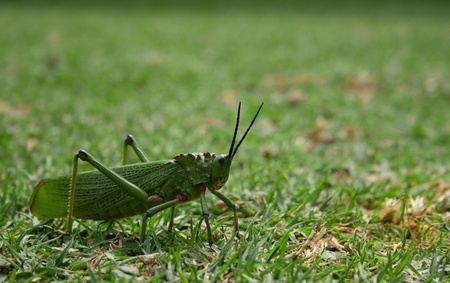 This is a grasshopper on grass