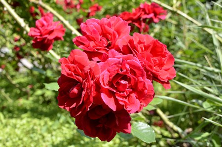 Flowers of our planetの写真素材