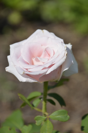 Flowers of our planetの写真素材