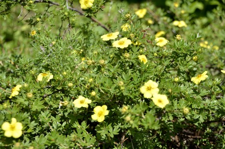 Flowers of our planetの写真素材