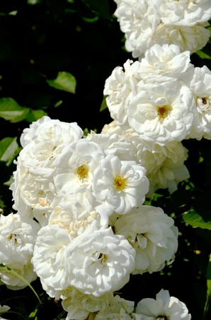 Flowers of our planetの写真素材