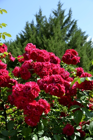 Flowers of our planetの写真素材