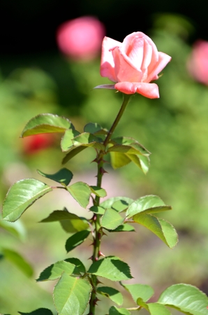 Flowers of our planetの写真素材