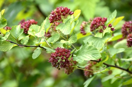 Flowers of our planetの写真素材