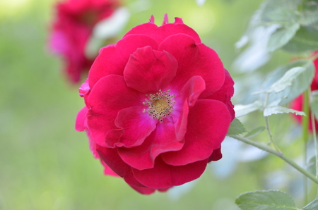 Flowers of our planetの写真素材