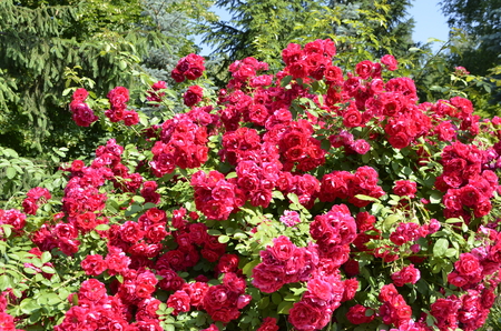 Flowers of our planetの写真素材