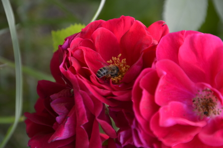 Flowers of our planetの写真素材