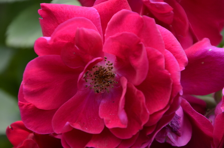 Flowers of our planetの写真素材