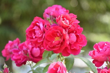 Flowers of our planetの写真素材