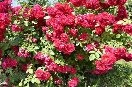 Flowers of our planetの写真素材