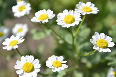 Flowers of our planetの写真素材