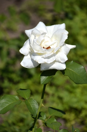 Flowers of our planetの写真素材