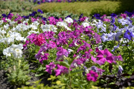 Flowers of our planetの写真素材