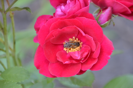 Flowers of our planetの写真素材