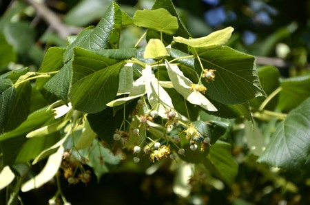 Flowers of our planetの写真素材