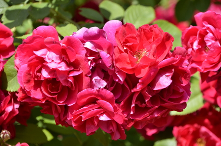 Flowers of our planetの写真素材