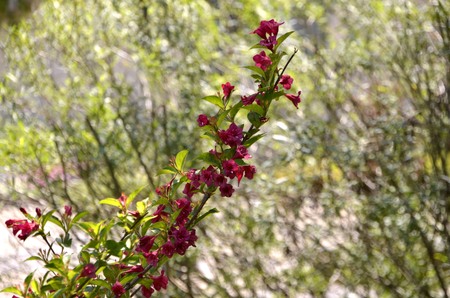 Flowers of our planetの写真素材