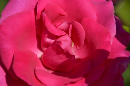 Flowers of our planetの写真素材