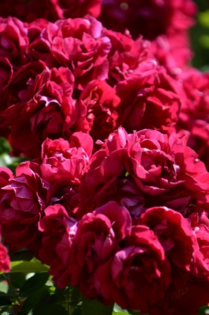 Flowers of our planetの写真素材