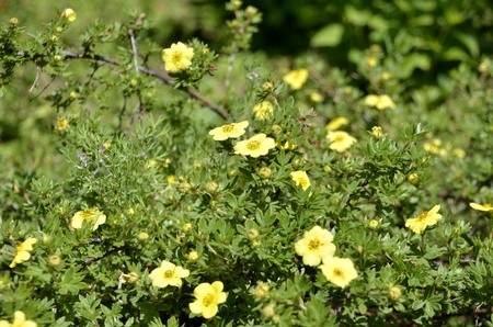 beautiful bouquets of daisiesの写真素材