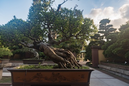 Kowloon, Hong Kong - September 8, 2017 10:27:56 : Bonsai in Hammer Park.のeditorial素材