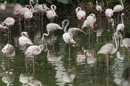 Kowloon, Hong Kong - September 7, 2:51:51  Flamingos in the  Kowloon park.のeditorial素材