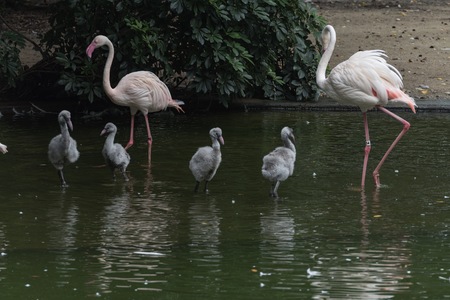 Kowloon, Hong Kong - September 7, 2:51:14 : Animal life in the  Kowloon park.のeditorial素材
