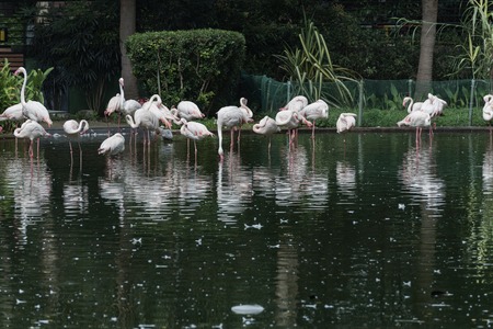 Kowloon, Hong Kong - September 7, 2017 2:48:59 : Flamingos at Kowloon park.のeditorial素材