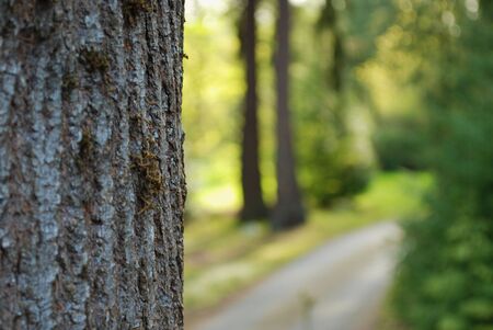 Tree in the woods looking over a pathの写真素材