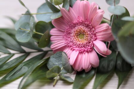 Pink gerbera wrapped in eucalyptus, concept for greeting cards or birthday cardsの写真素材