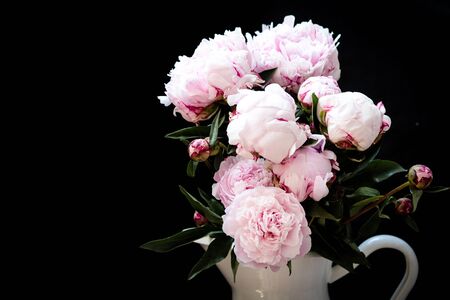 A peony against a black backgroundの写真素材