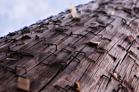 Staples left behind by Advertising on Telephone Polesの写真素材