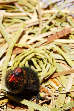 A common moorhen chick on a floating island in Lake Titicaca, Peruの写真素材