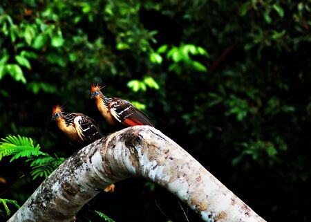 hoatzin birds in the Amazon Jungle, aka stinkbirdの写真素材