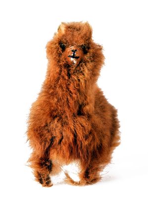 isolated toy llama with real furの写真素材