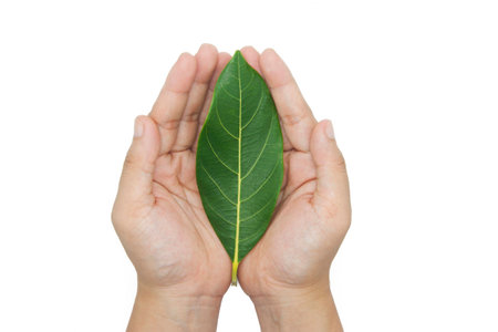 Eco concept. The hands holding leaf on white background.