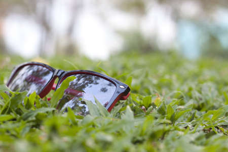 sunglasses lying on a bright green grass  Concept of green relax 