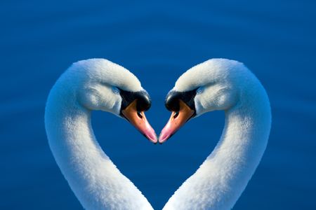 Two swans drawing a heart figure with their necksの写真素材