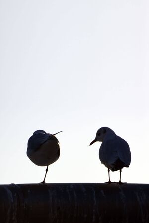 Two birds resting at sunlight, one of them with only one legの写真素材