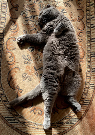 A contented domestic cat enjoys a peaceful nap on a warm, sunlit rug, showcasing its relaxed posture and fluffy furの写真素材