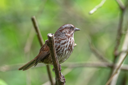 Song Sparrow Birdの写真素材