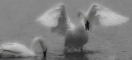 An Angelic Looking Trumpeter Swan Struts for Mate