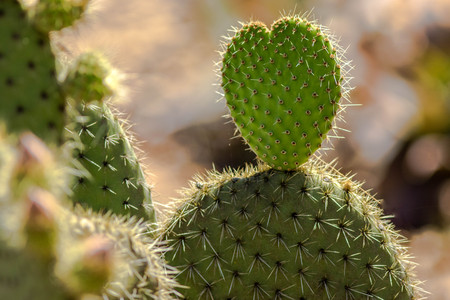 Heart Shaped Green Globe Cactusの写真素材
