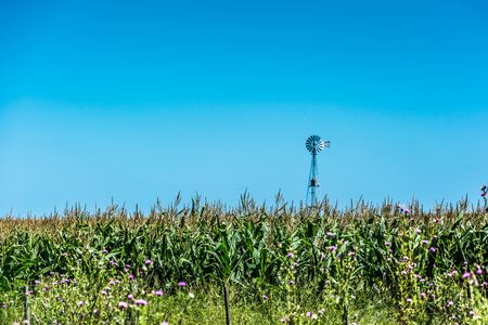 cornfield ready to harvestの写真素材