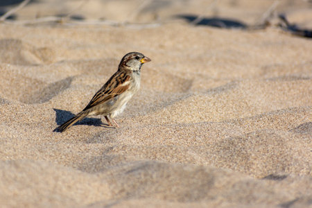 Little bird on the beach on the sandの写真素材