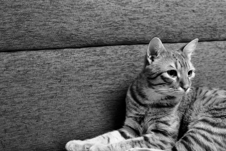 Small tigerの写真素材