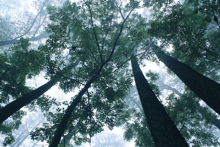 trees at a foggy mist mystical sceneryの写真素材